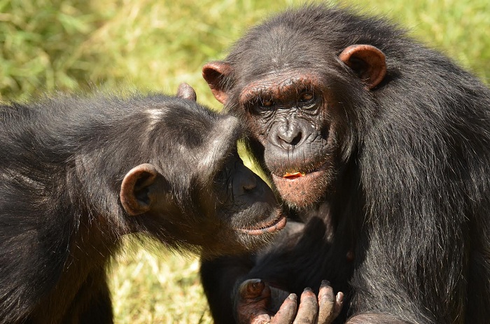 Key to fighting stress? Keep your friends close